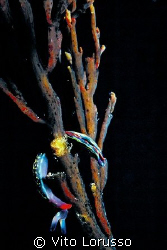Nudibranchs - Turidilla hopei
 by Vito Lorusso 